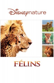 Félins