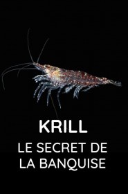 Krill : le secret de la banquise